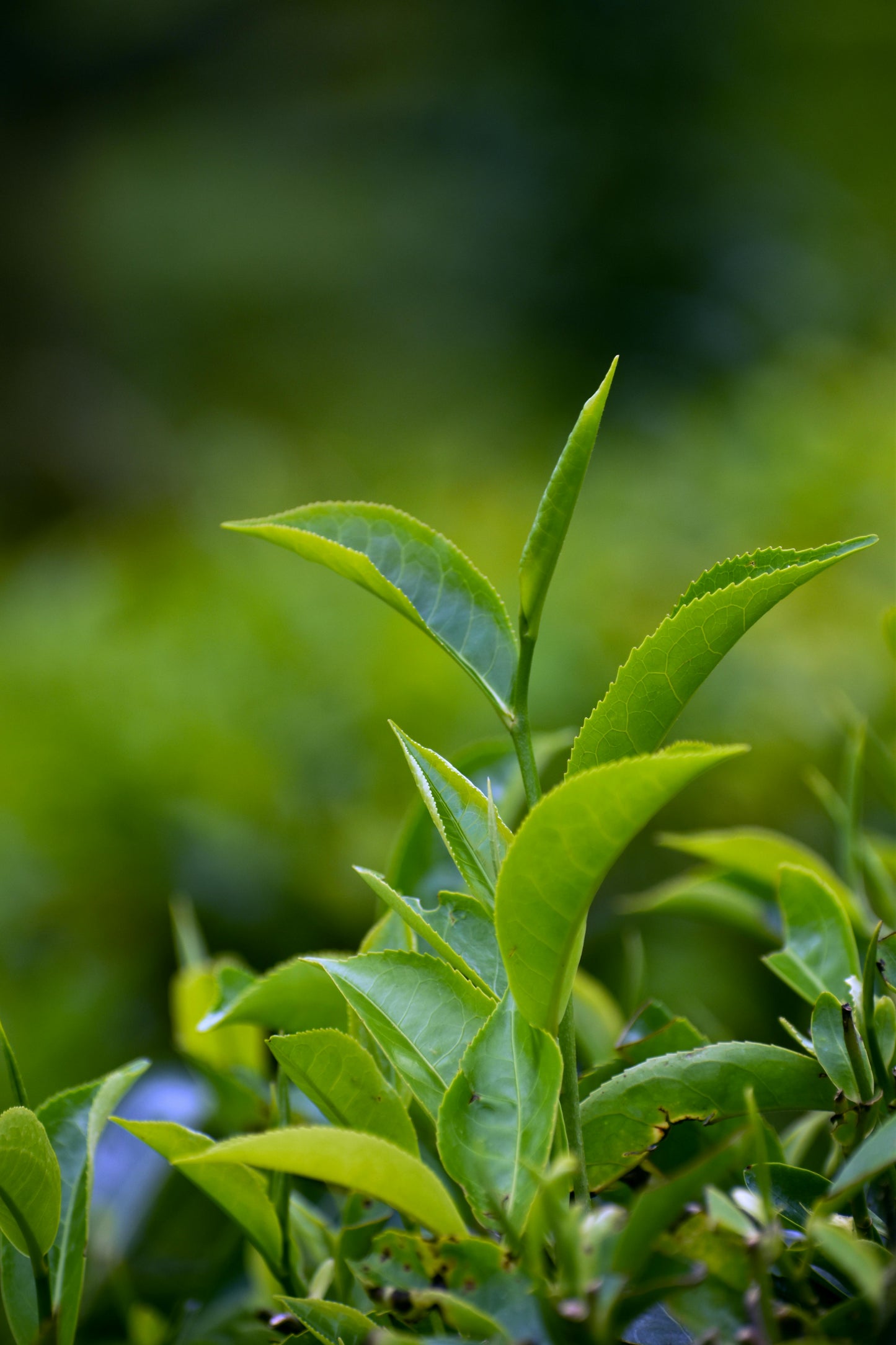 Té verde suelto