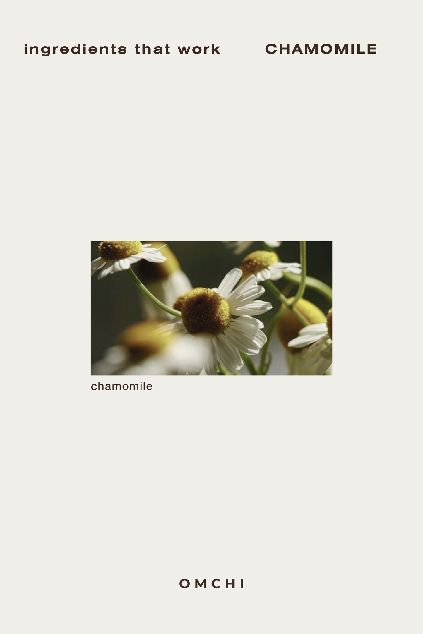 Chamomile Herbal Tea